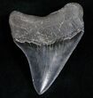 Sharply Serrated Posterior Megalodon Tooth #11940-2